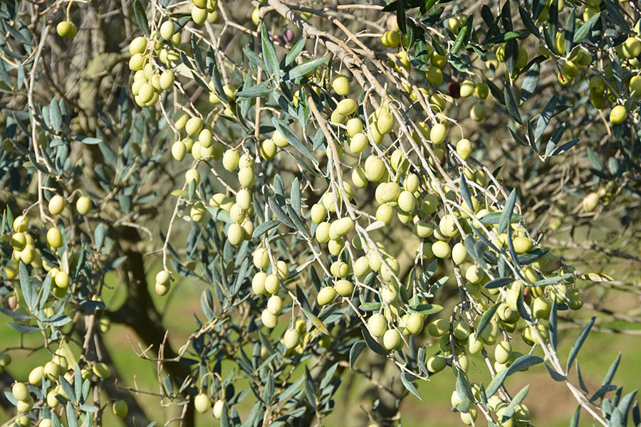 branche-olive